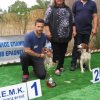 breed-show-201300029