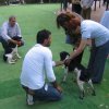 9th-national-breed-show0017