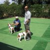 9th-national-breed-show0043