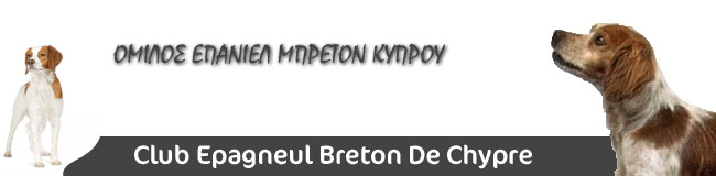 Epagneul Breton Cyprus