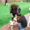 breed-show-201300017