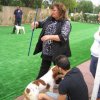 breed-show-201300018