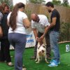 breed-show-201300027