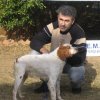 6th National Dog Show 2008