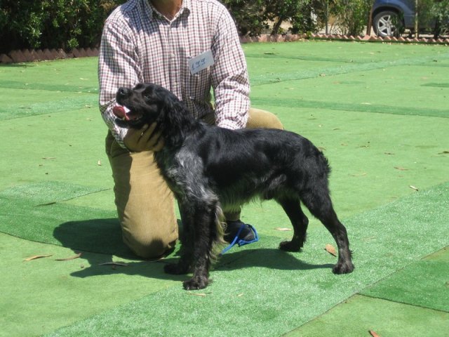 9th-national-breed-show0075