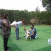 9th-national-breed-show0053