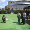 9th-national-breed-show0054